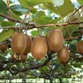 کیوی - معرفی درختان میوه